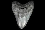 Serrated Monster Megalodon Tooth #76965-1